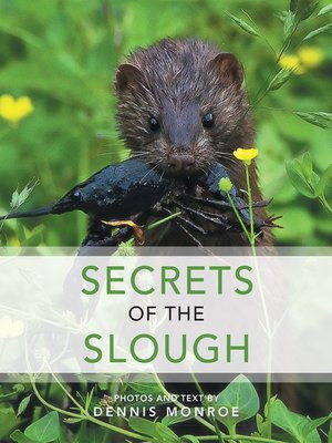 cover image of Secrets of the Slough